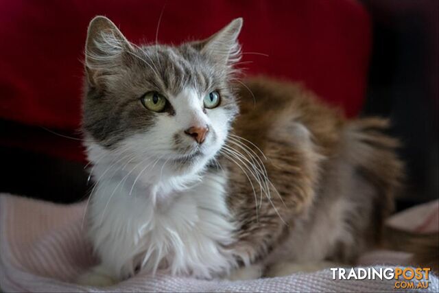 Trixie - Domestic Medium Hair, 9 Years 0 Months 2 Weeks (approx)