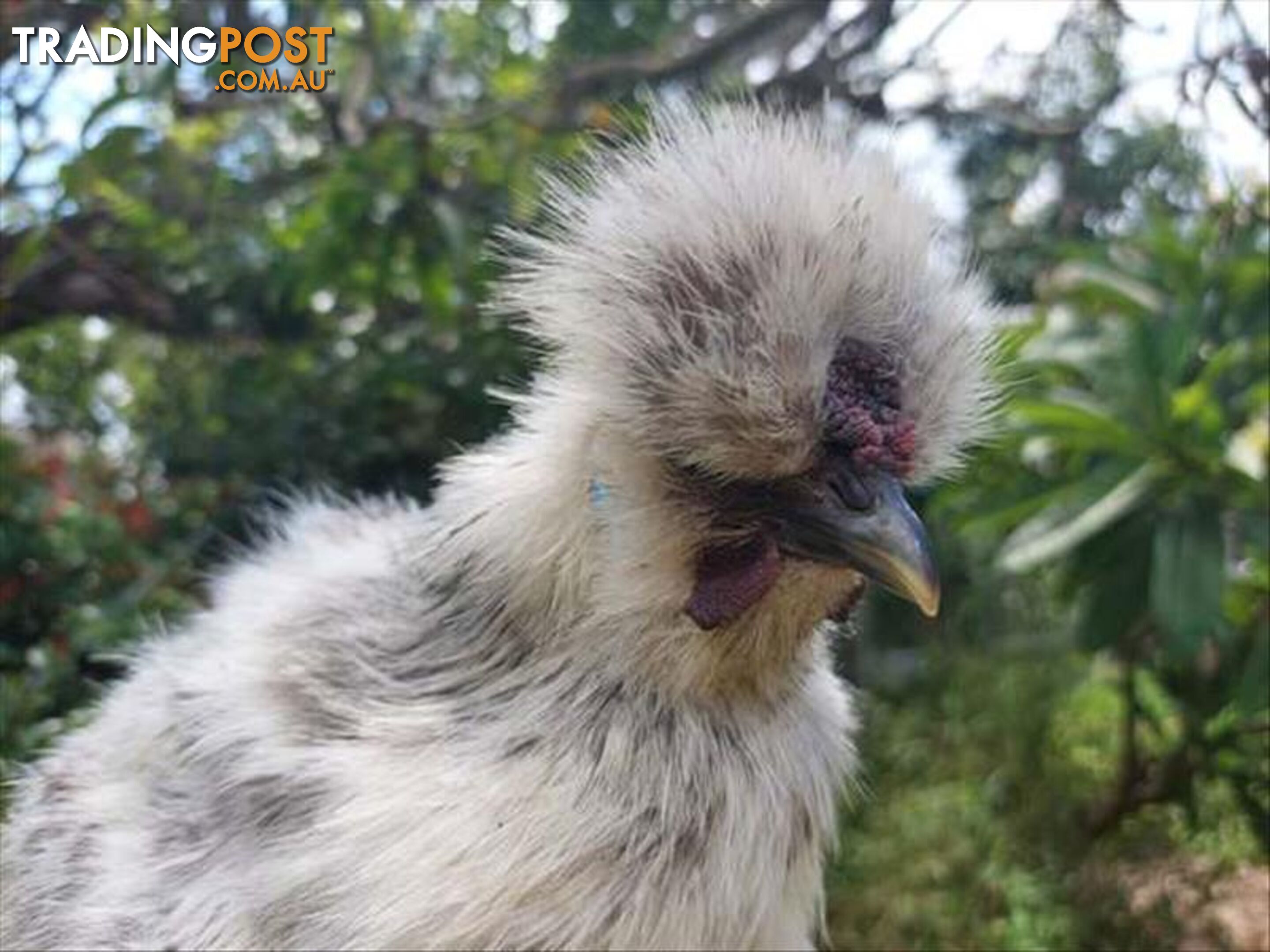 Fernando - Rooster - Chinese Silky, 0 Years 5 Months 1 Week