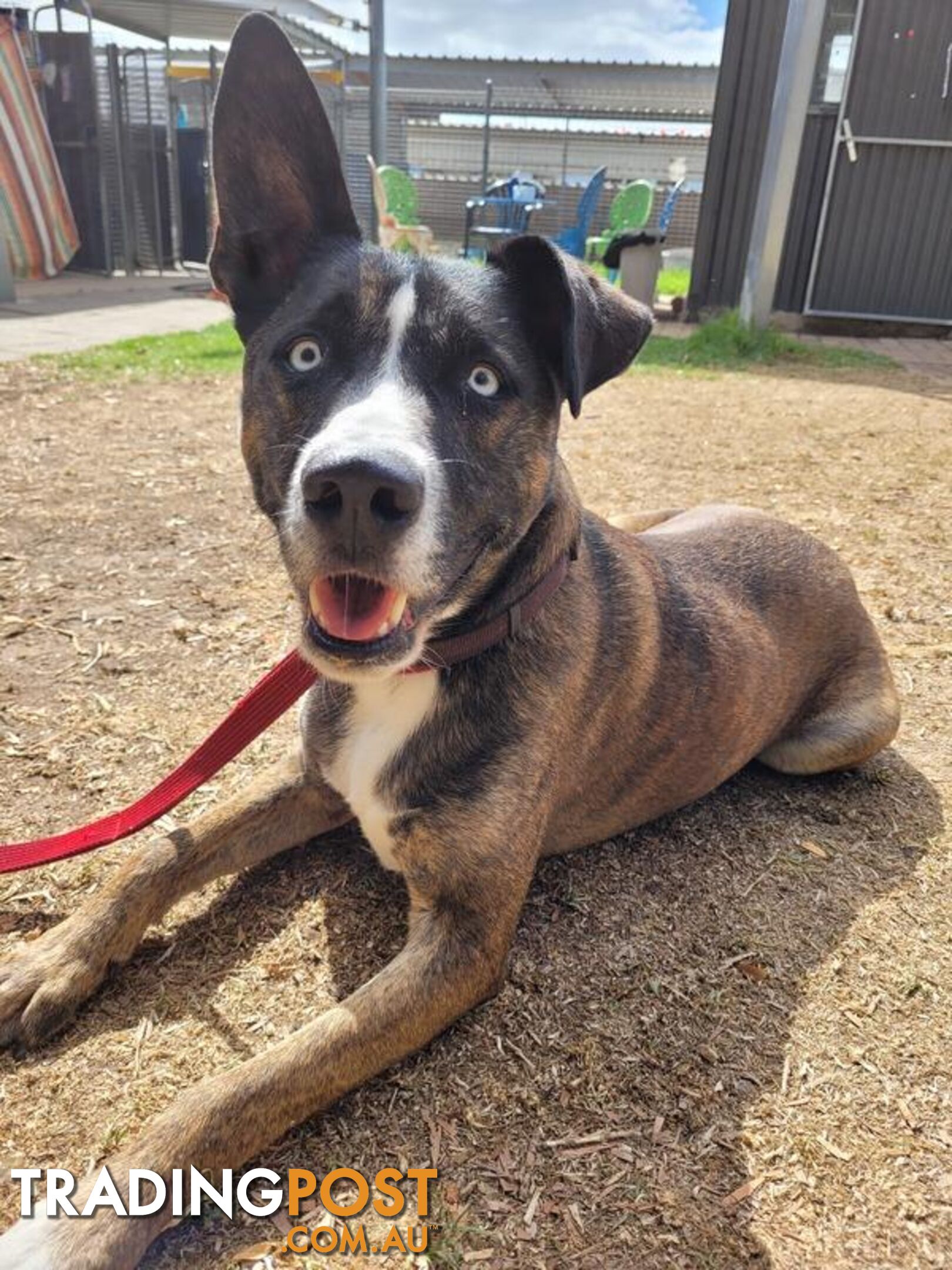 Harly - Staffordshire Bull Terrier X, 3 Years 9 Months 1 Week