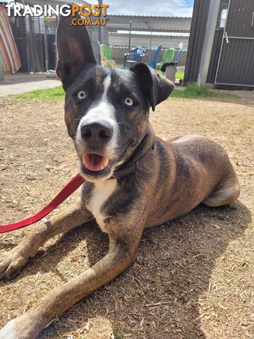 Harly - Staffordshire Bull Terrier X, 3 Years 9 Months 1 Week