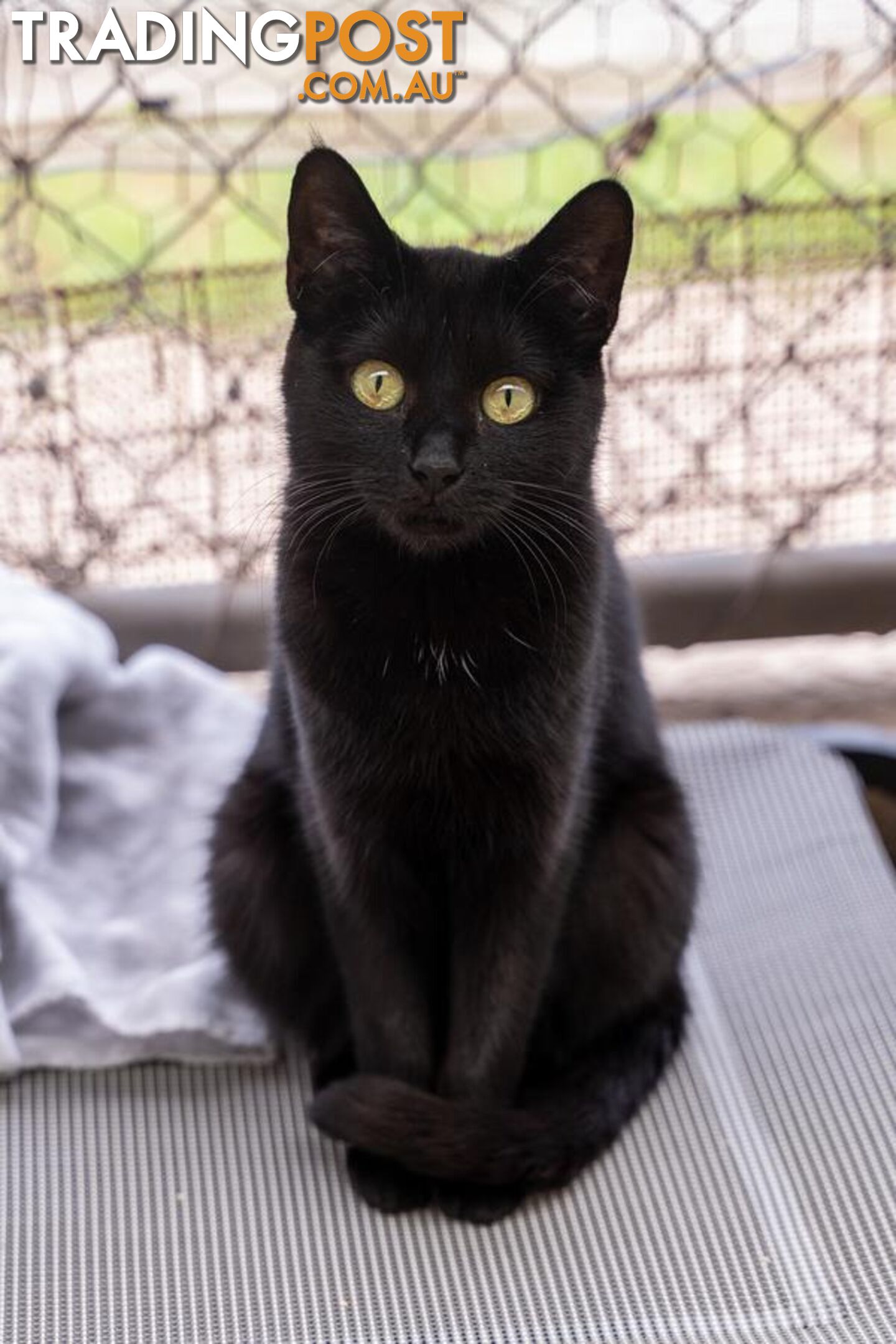 Sassie - Domestic Short Hair, 1 Year 2 Months 3 Weeks (approx)