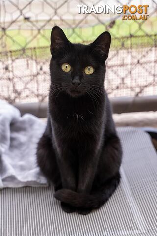 Sassie - Domestic Short Hair, 1 Year 2 Months 3 Weeks (approx)
