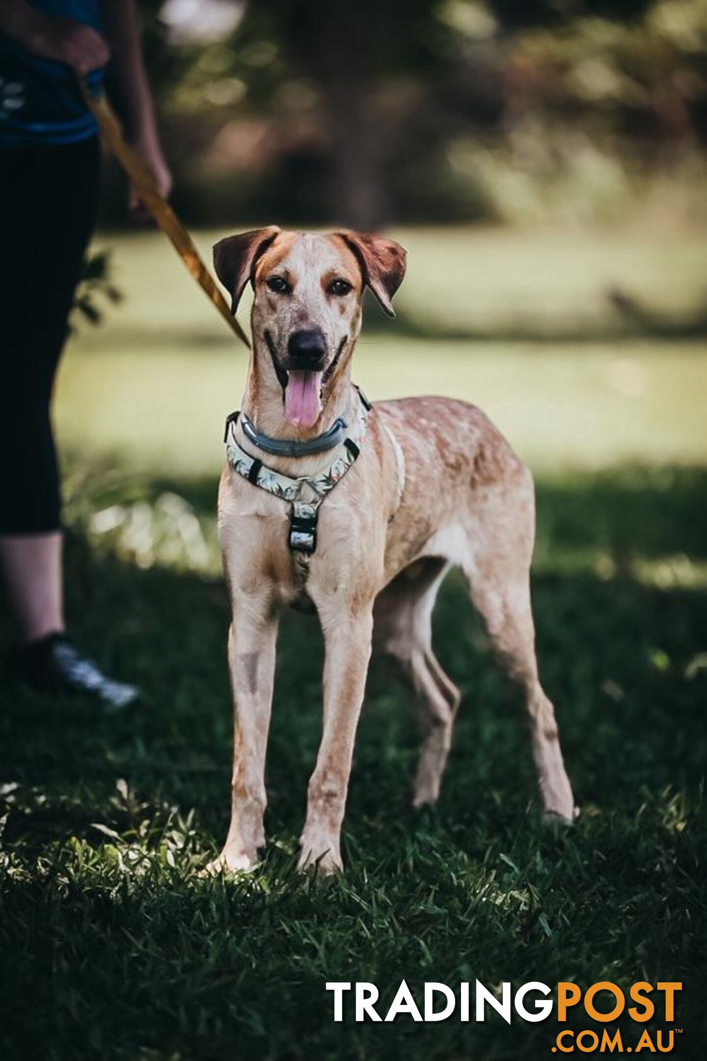 Big Red - Medium Cross Breed, 1 Year 7 Months 0 Weeks (approx)