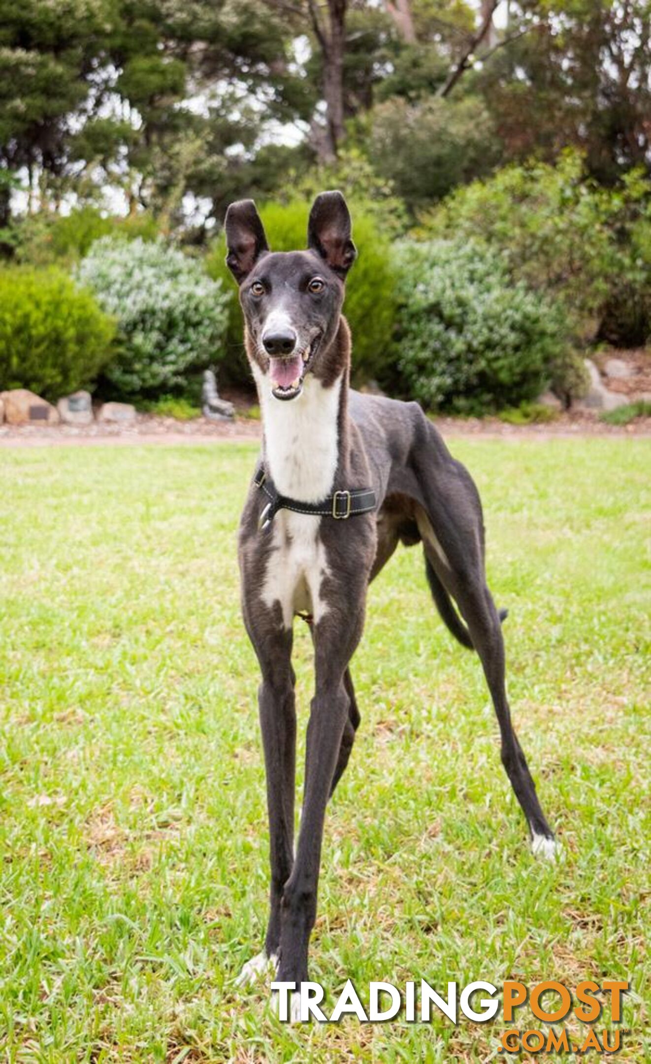 Angelo - Greyhound, 1 Year 1 Month 2 Weeks