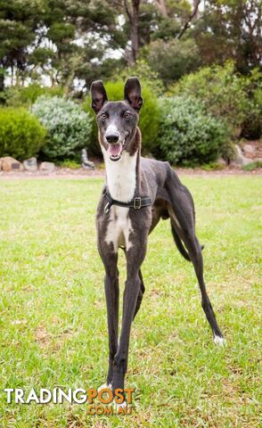 Angelo - Greyhound, 1 Year 1 Month 2 Weeks