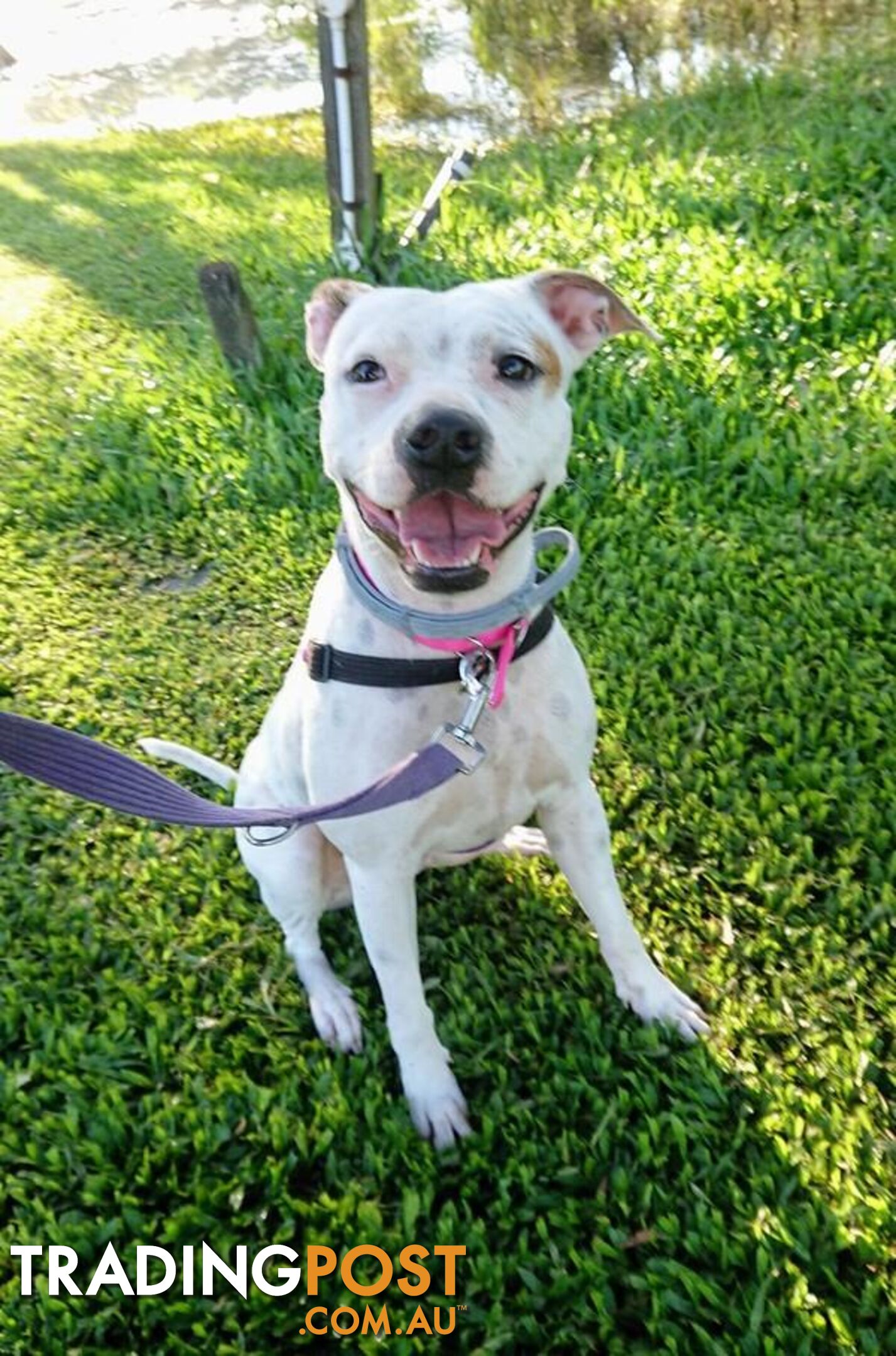 Molly - English Staffordshire Bull Terrier, 2 Years 0 Months 1 Week (approx)