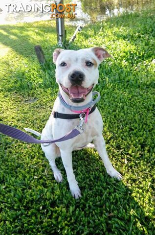 Molly - English Staffordshire Bull Terrier, 2 Years 0 Months 1 Week (approx)