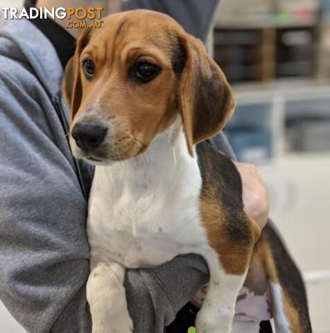 Frankie (Adoption Pending) - Beagle, 0 Years 0 Months 11 Weeks