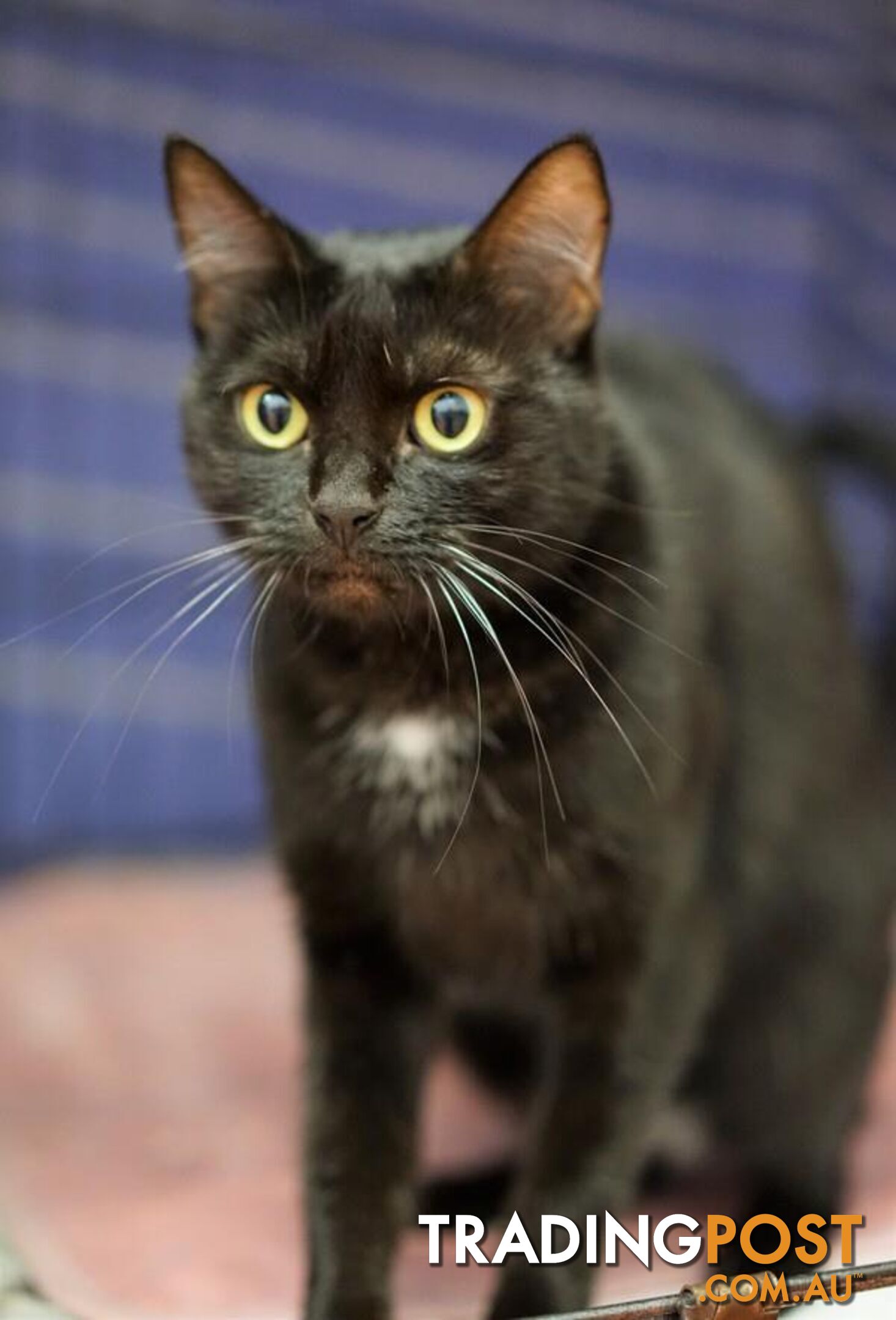 Selina - Domestic Short Hair, 6 Years 0 Months 3 Weeks (approx)