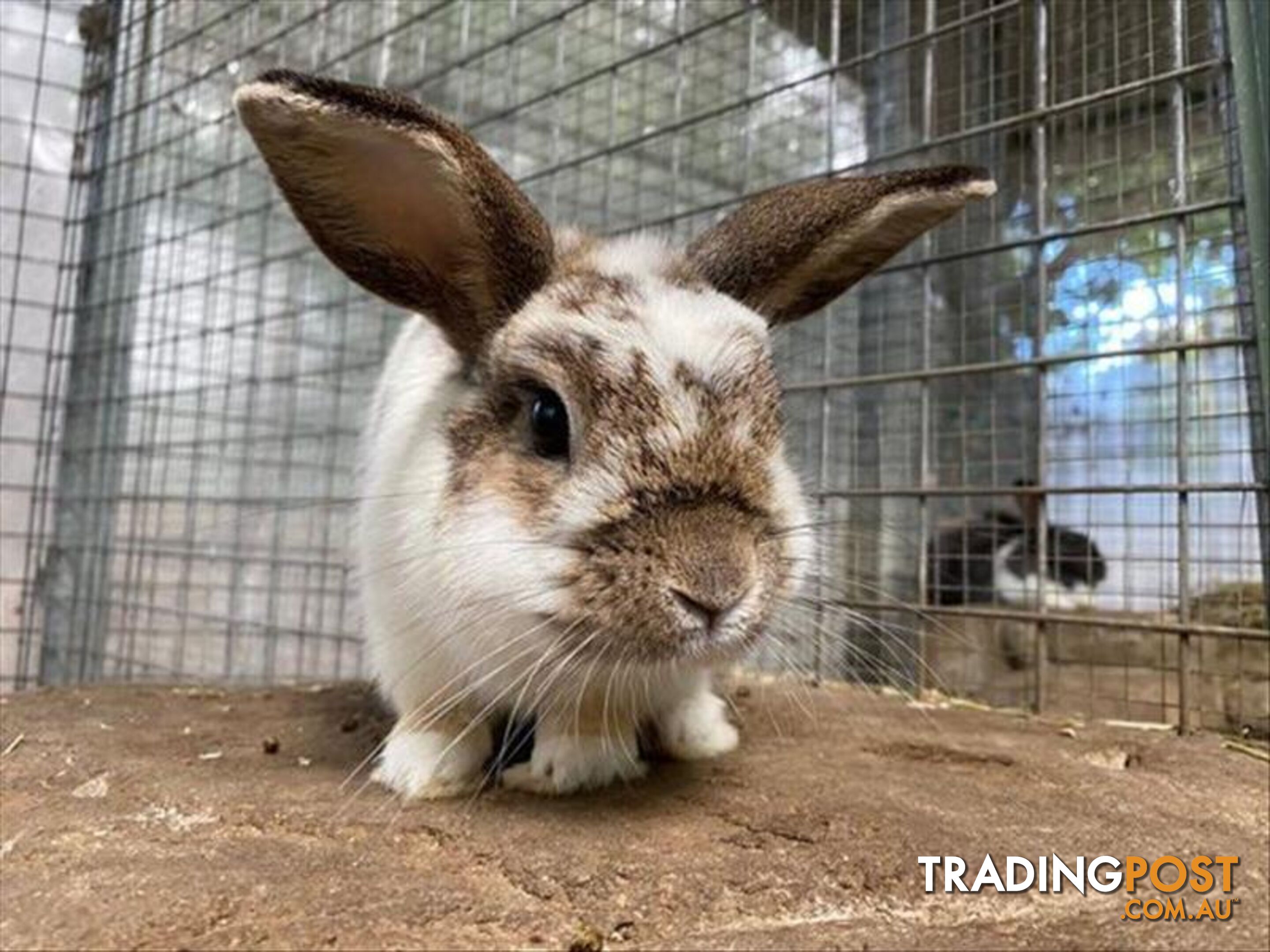 Cupid - Bunny Rabbit, 2 Years 1 Month 0 Weeks (approx)