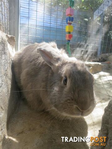 Georgie - Bunny Rabbit, 1 Year 4 Months 2 Weeks