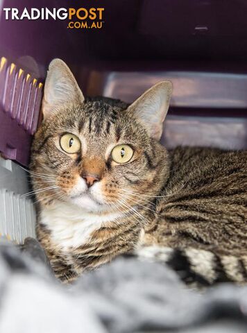 Gatsby - Domestic Short Hair, 7 Years 4 Months 3 Weeks (approx)