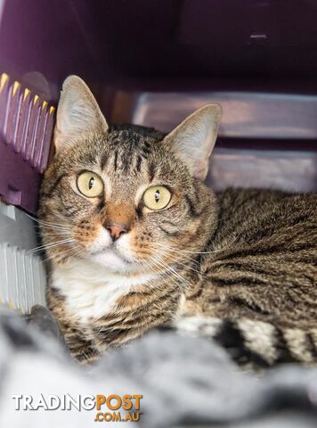 Gatsby - Domestic Short Hair, 7 Years 4 Months 3 Weeks (approx)