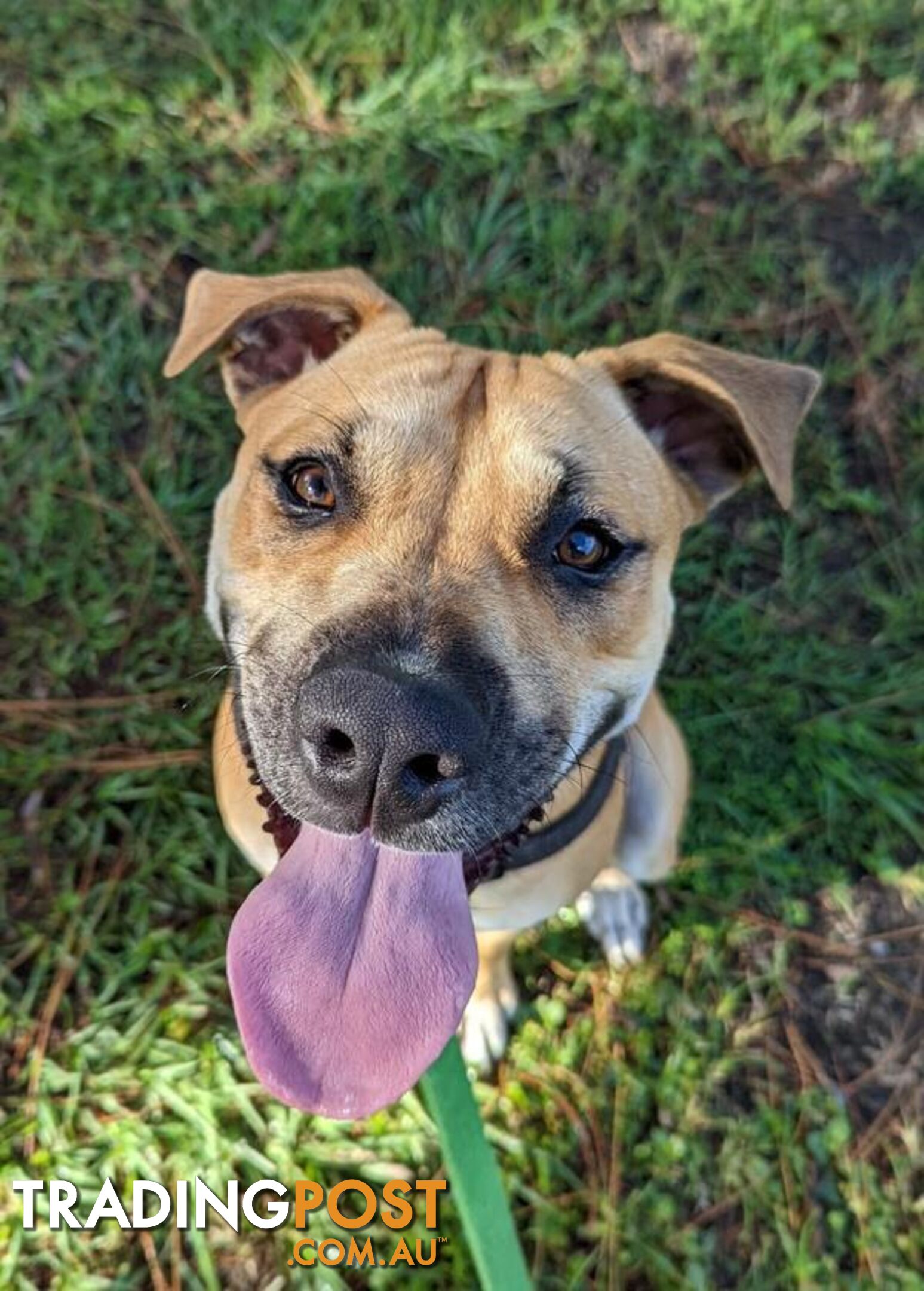 Reggie - American Staffordshire Bull Terrier, 0 Years 9 Months 1 Week