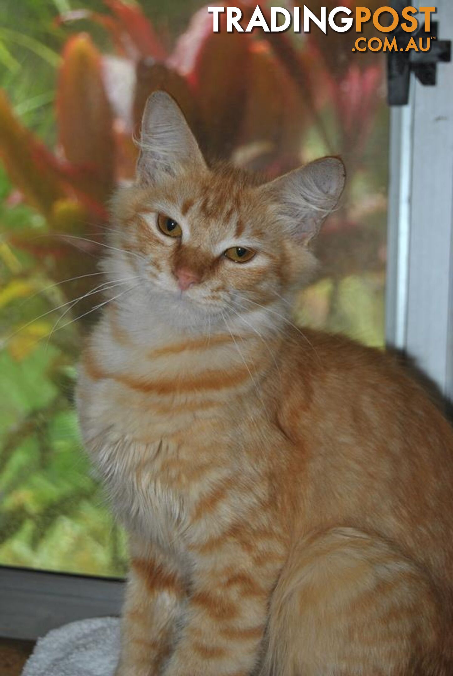 Miss Marmalade - Domestic Medium Hair, 1 Year 7 Months 3 Weeks (approx)