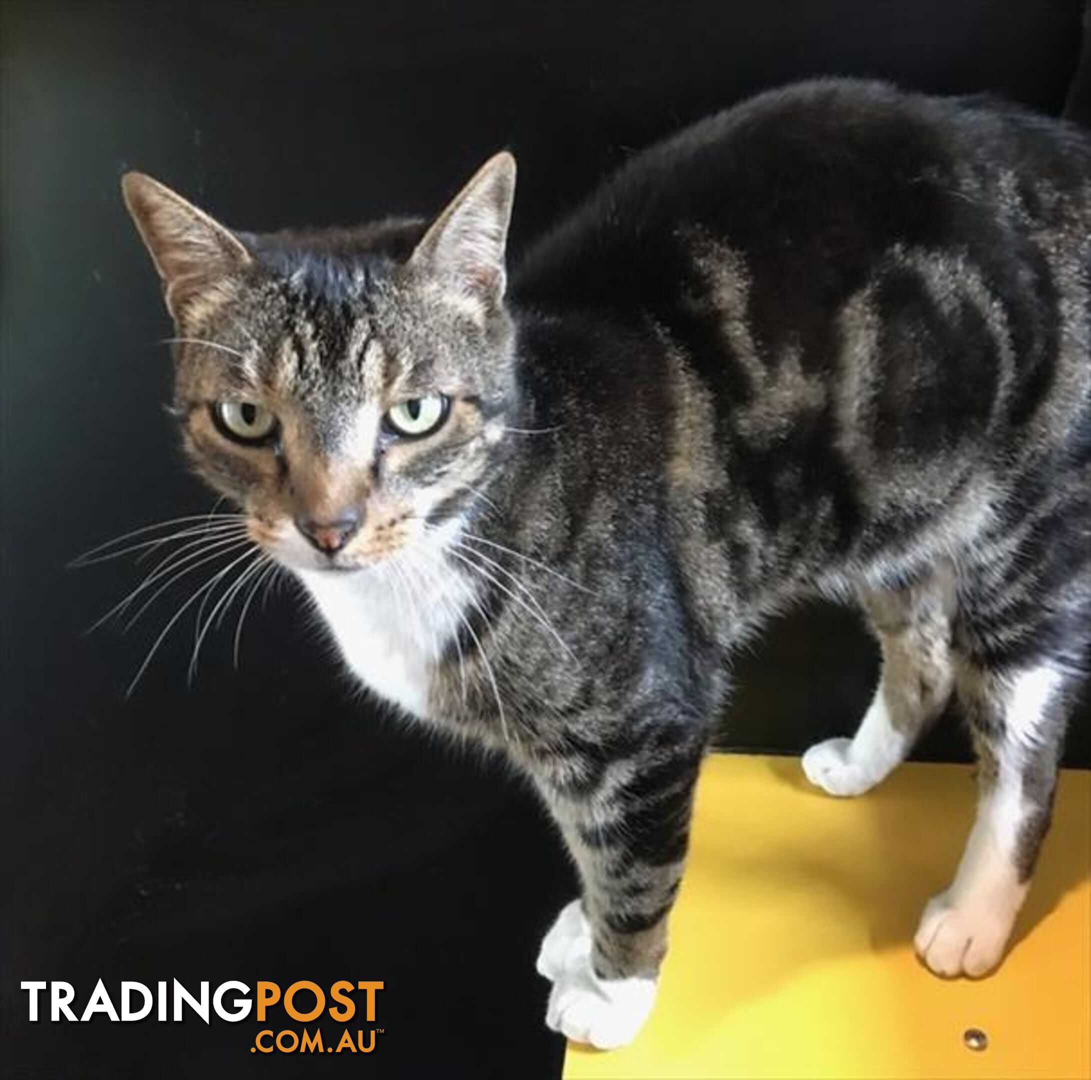 King Julian - Domestic Short Hair, 3 Years 2 Months 1 Week (approx)