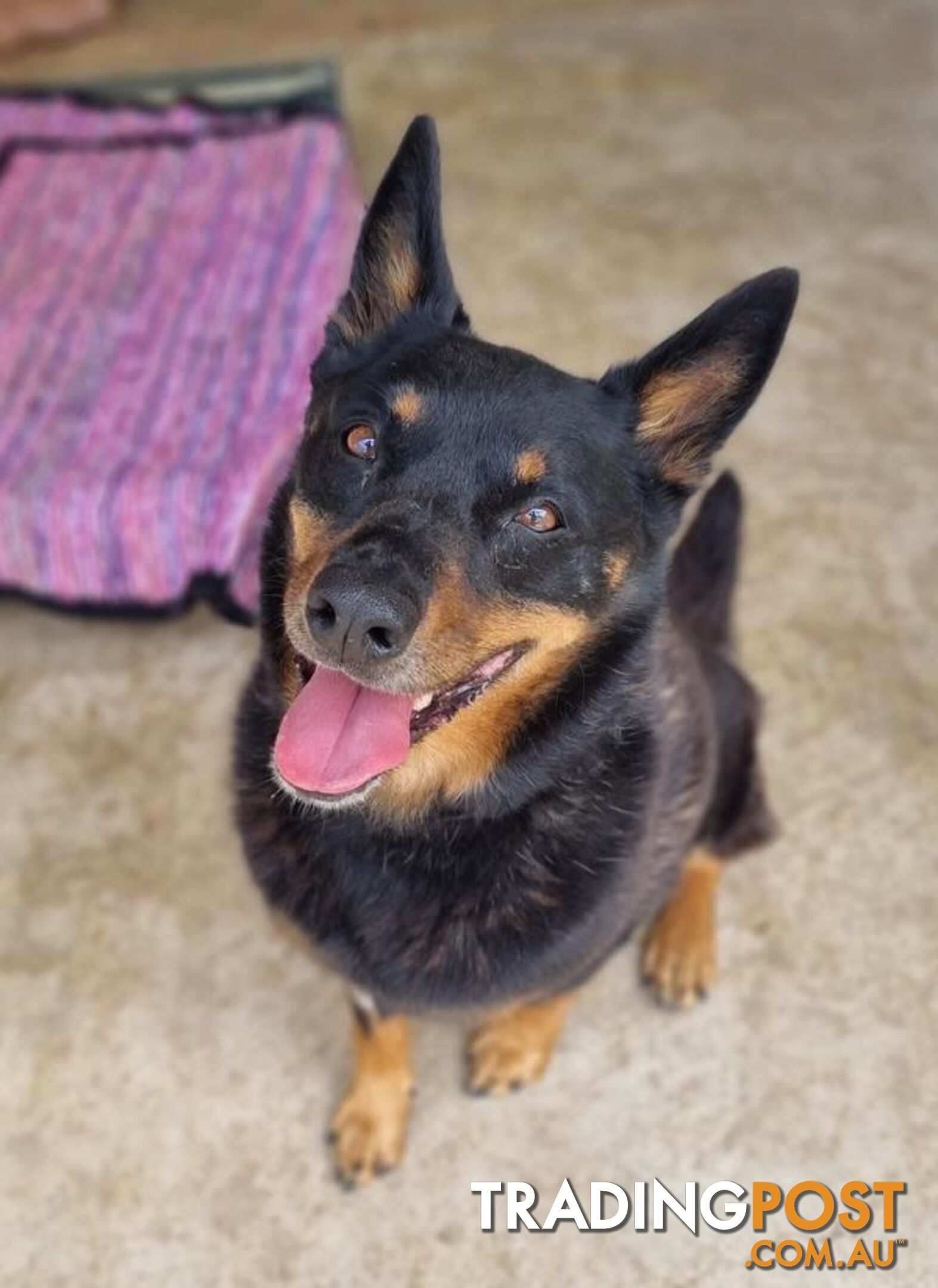 Duke - Kelpie, 9 Years 1 Month 0 Weeks