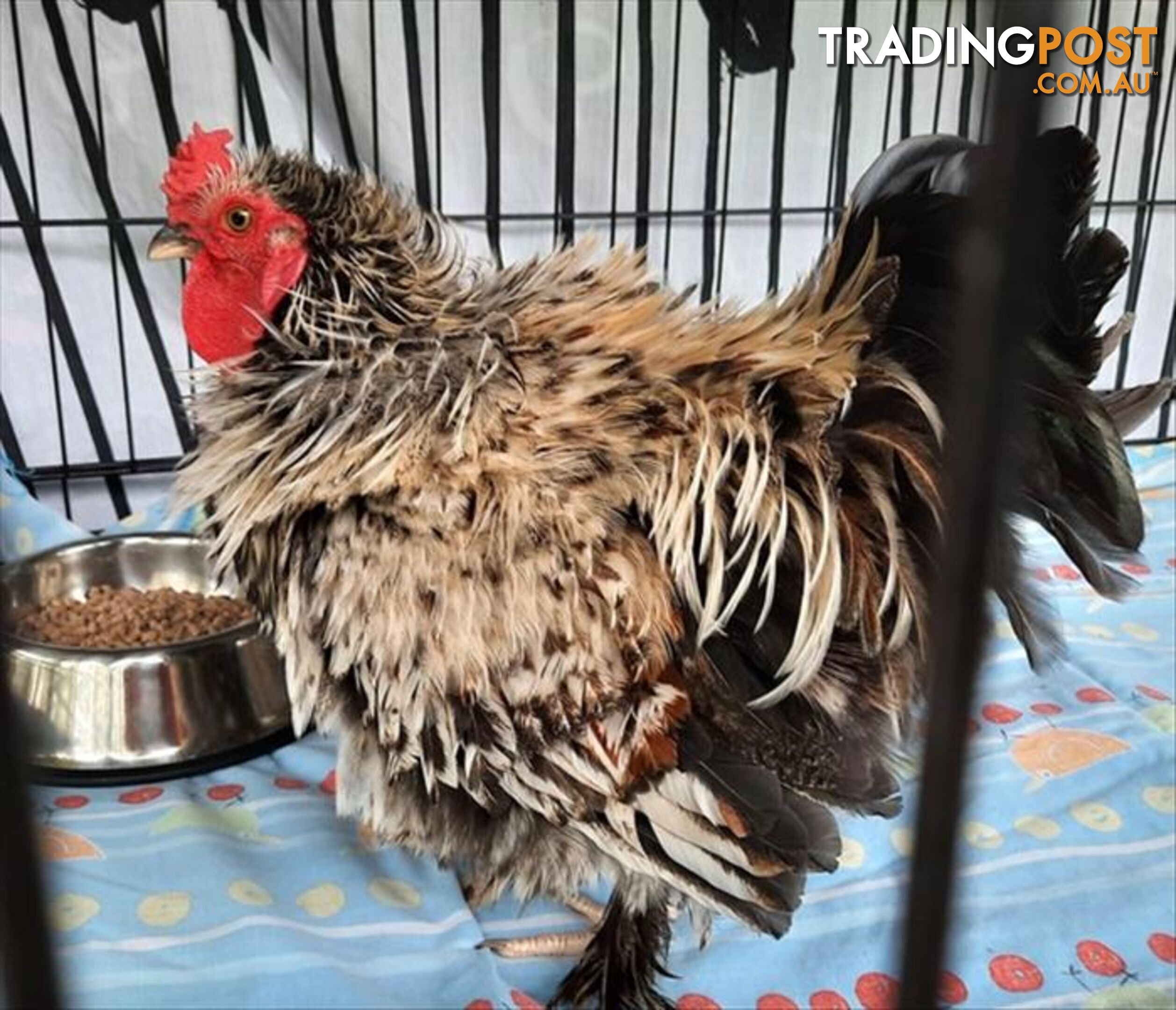 Anoki - Bantam Rooster - Frizzle, 0 Years 6 Months 1 Week