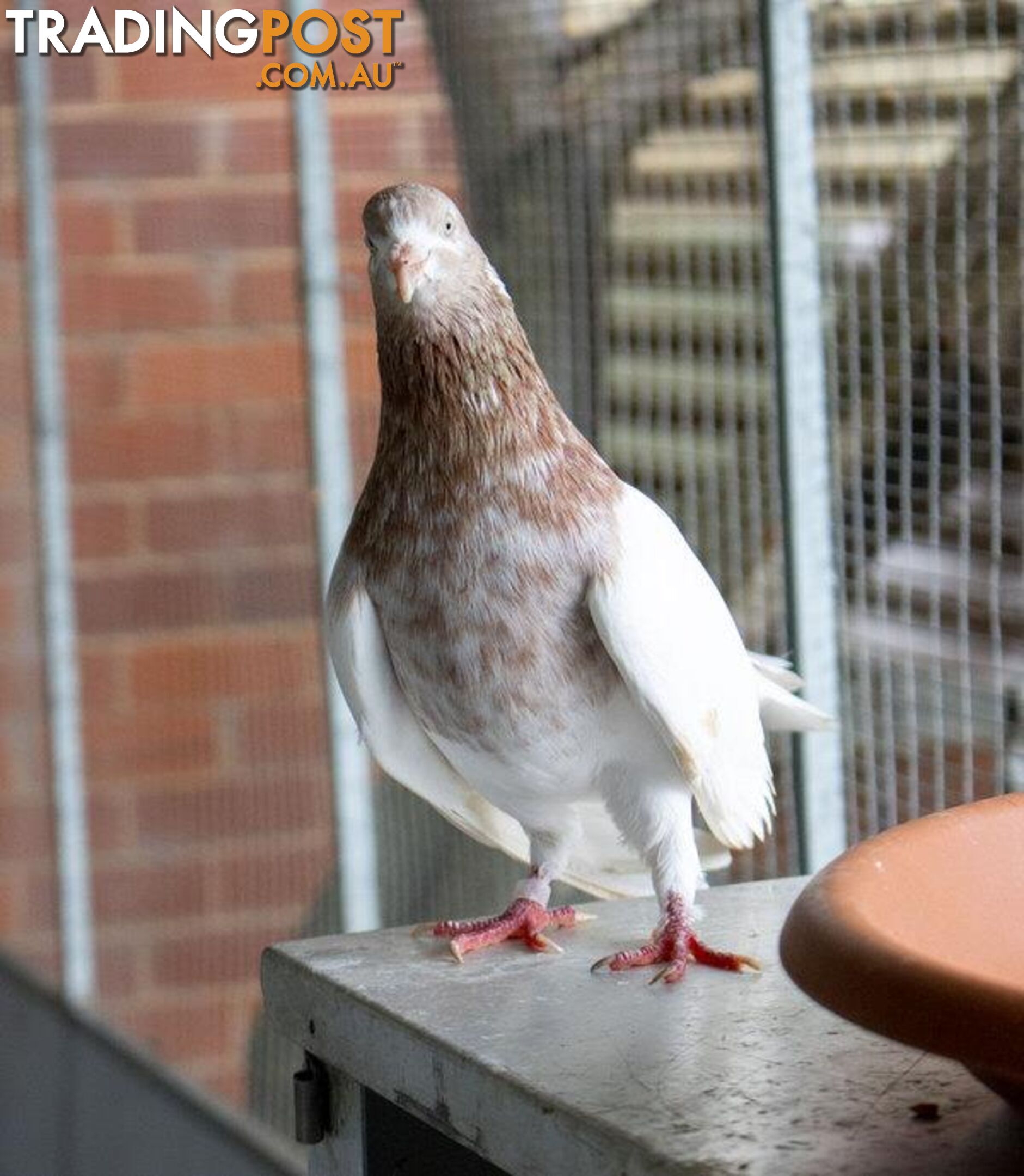 Launchpad - Pigeon, 5