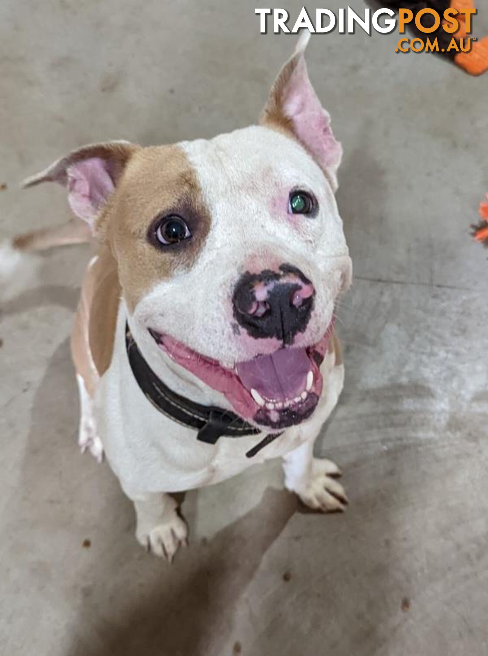 Bandit - American Staffordshire Bull Terrier, 3 Years 2 Months 3 Weeks