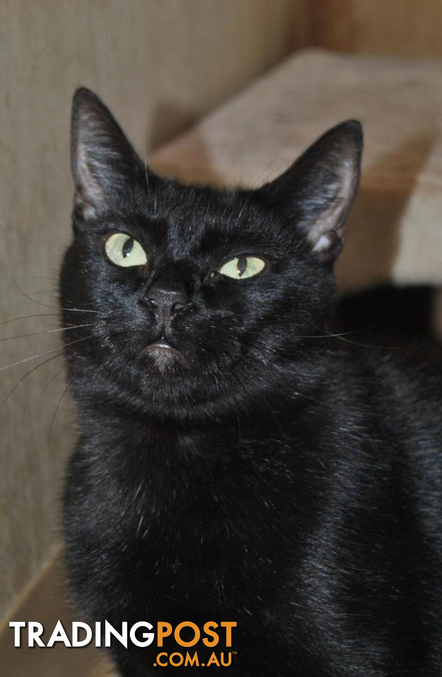 Nashi - Domestic Short Hair, 2 Years 10 Months 1 Week (approx)