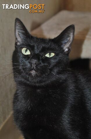 Nashi - Domestic Short Hair, 2 Years 10 Months 1 Week (approx)