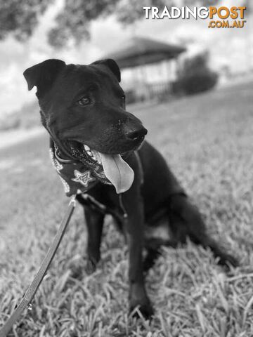 1 Yr Male Puppies for Sale Under $1,000