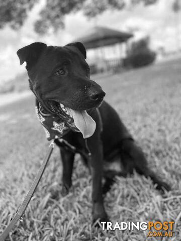 Marco - Rottweiler, 1 Year 7 Months 1 Week
