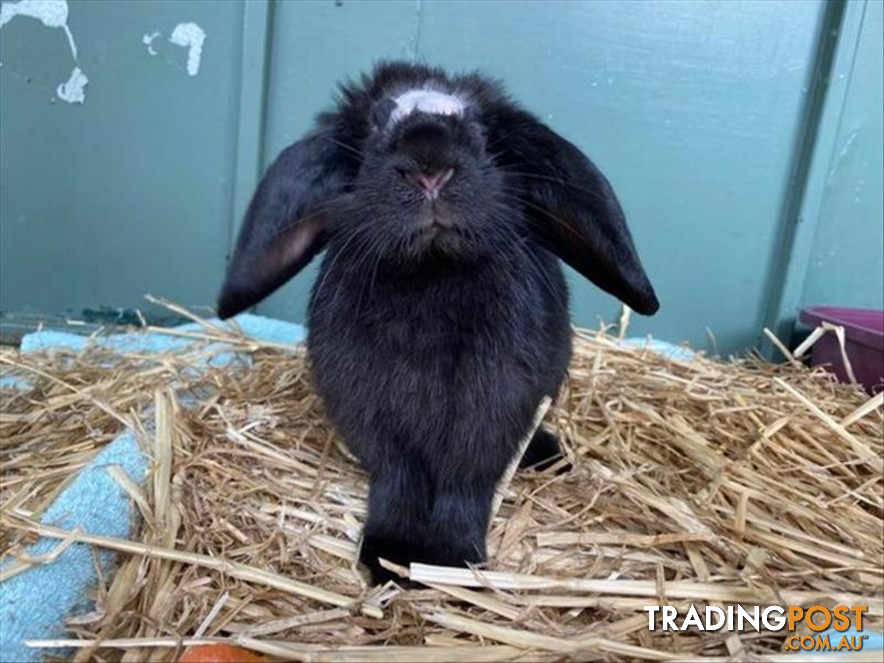 Galadriel - Lop Eared, 0 Years 5 Months 2 Weeks (approx)