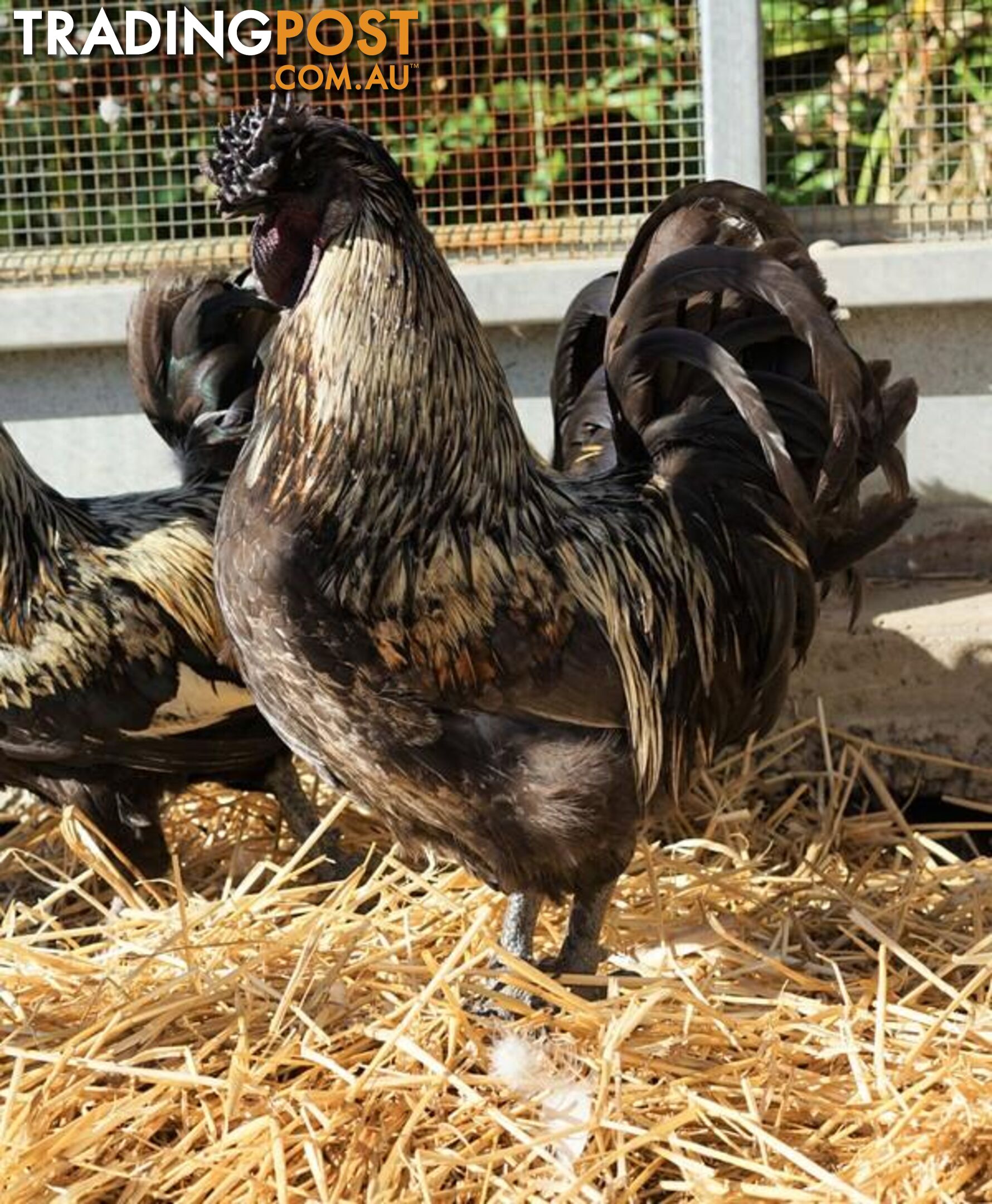 Twister - Rooster - Araucana, 5