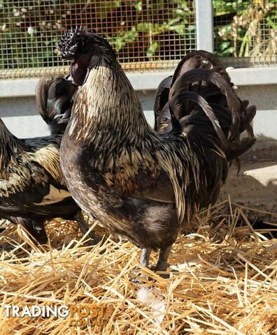Twister - Rooster - Araucana, 5