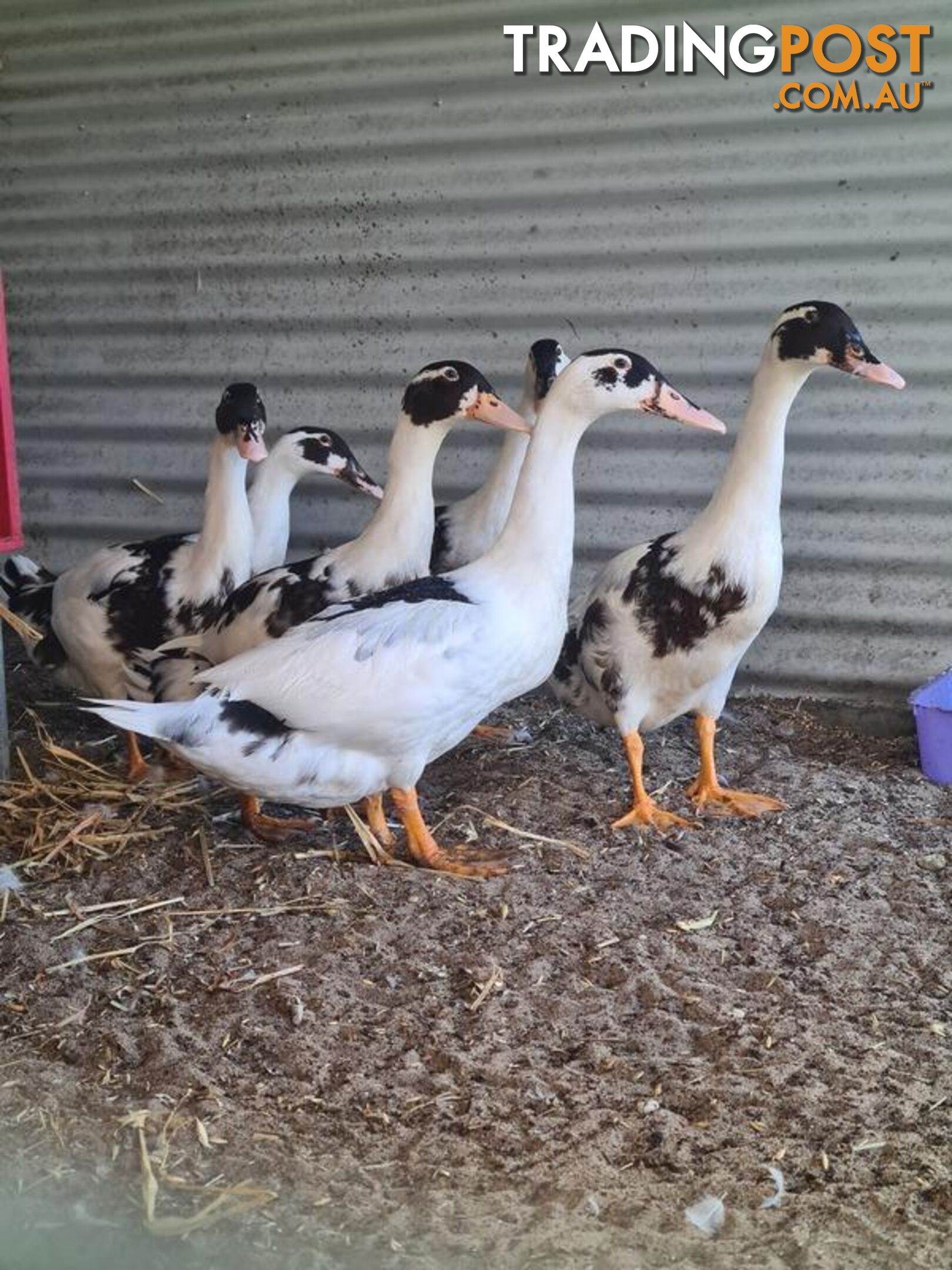 The Good Guys - Muscovy, 0 Years 4 Months 1 Week (approx)