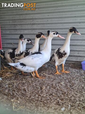 The Good Guys - Muscovy, 0 Years 4 Months 1 Week (approx)