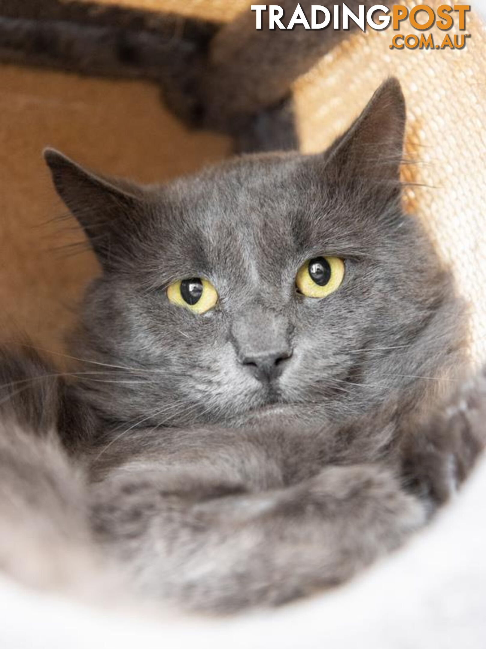 Big Boy Blue - Domestic Medium Hair, 3 Years 1 Month 0 Weeks (approx)