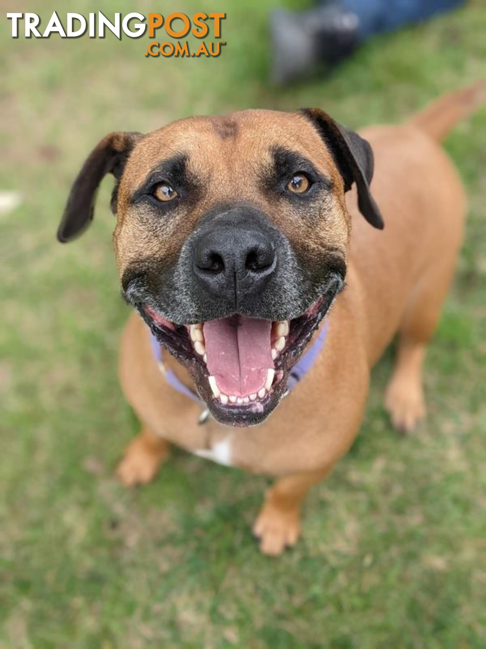 Mate - Staffordshire Bull Terrier, 5 Years 1 Month 1 Week (approx)