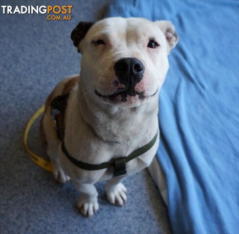 Ivy - English Stafforshire Bull Terrier, 1 Year 4 Months 3 Weeks