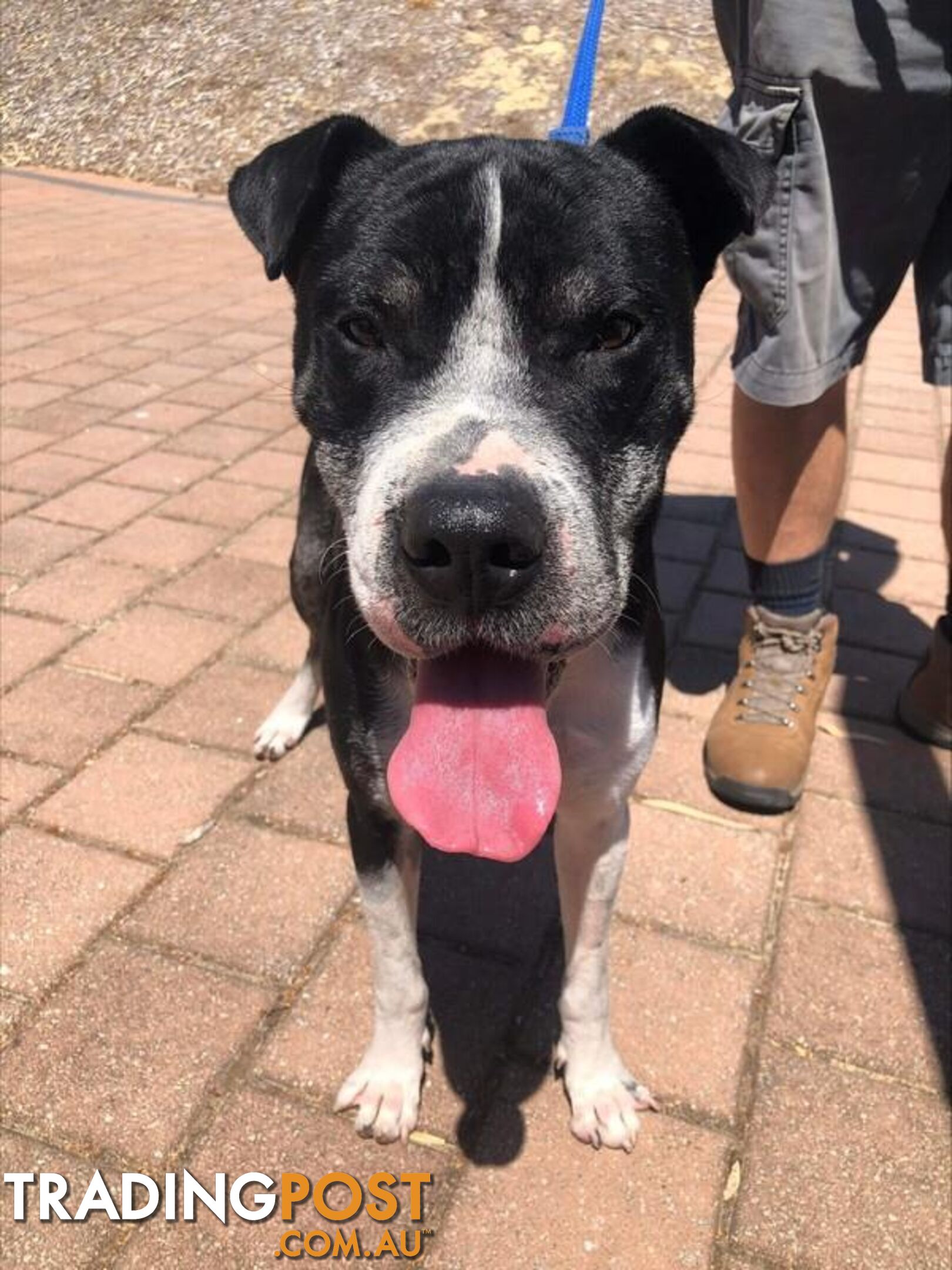 Hamish - Staffordshire Bull Terrier, 3 Years 4 Months 1 Week