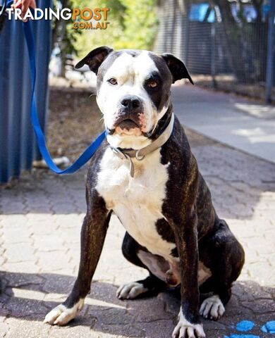 Bronx - American Bulldog, 4 Years 11 Months 1 Week