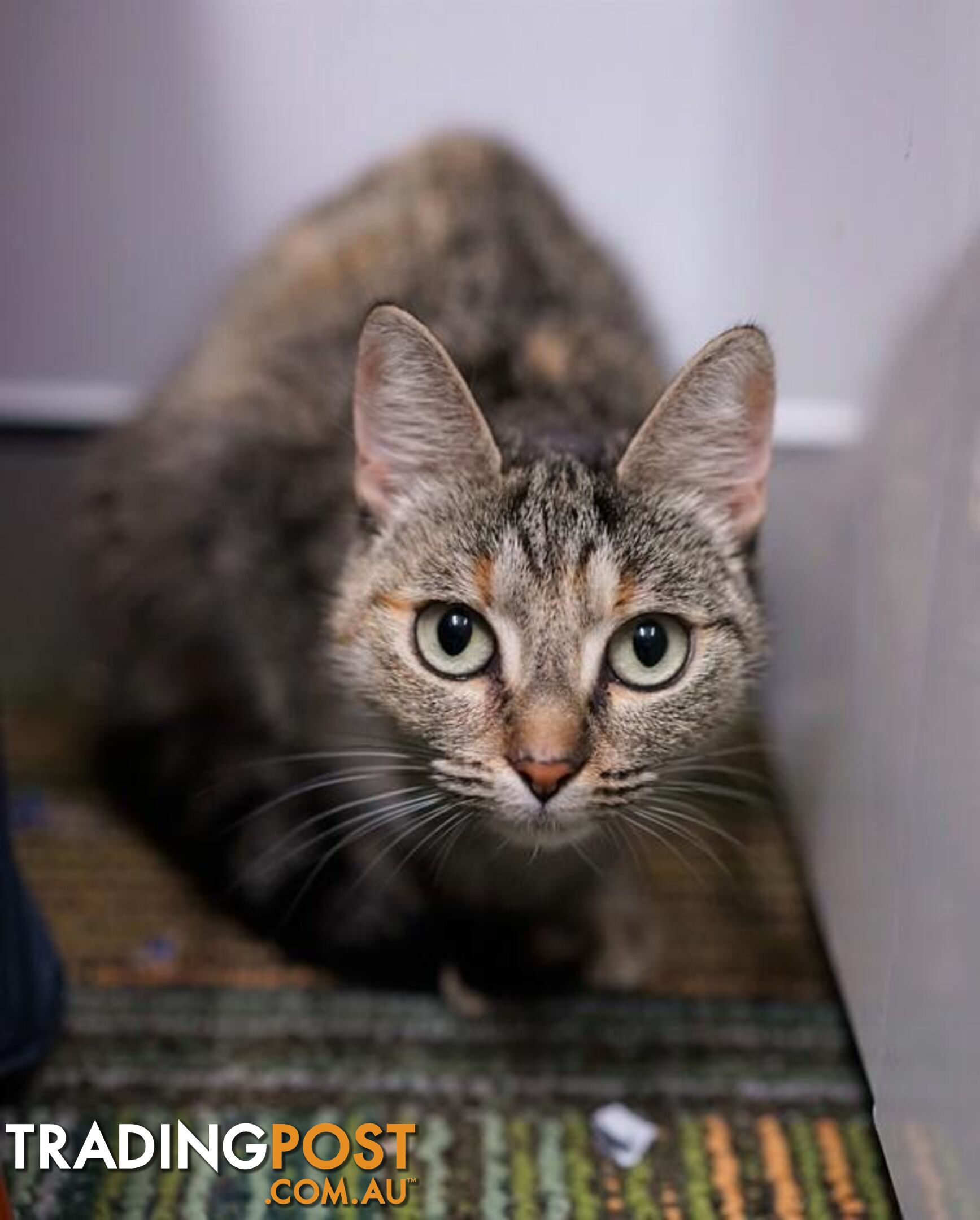 Delores - Domestic Short Hair, 1 Year 1 Month 1 Week (approx)