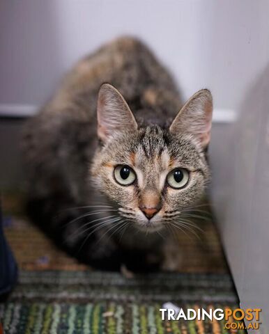 Delores - Domestic Short Hair, 1 Year 1 Month 1 Week (approx)