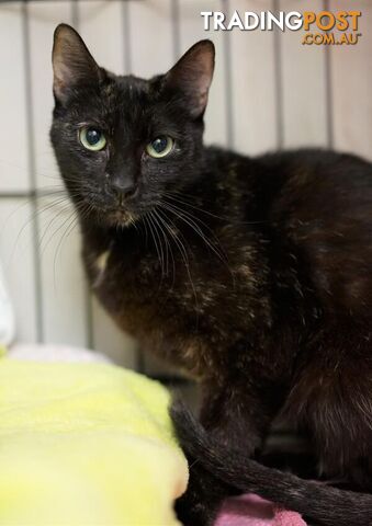 Imogen - Domestic Short Hair, 3 Years 3 Months 3 Weeks (approx)