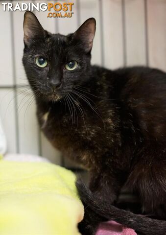 Imogen - Domestic Short Hair, 3 Years 3 Months 3 Weeks (approx)