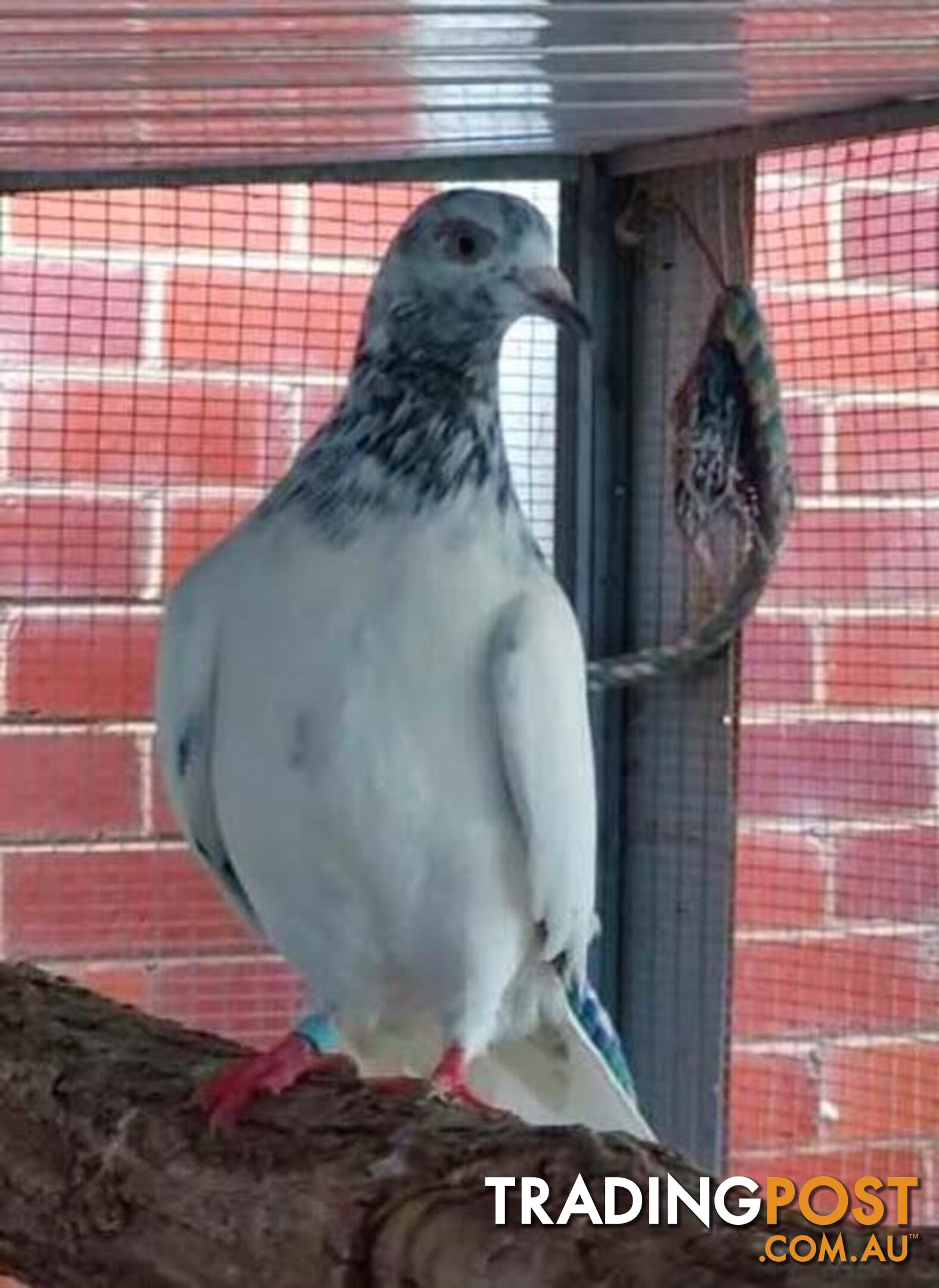 Swinton - Pigeon, 5