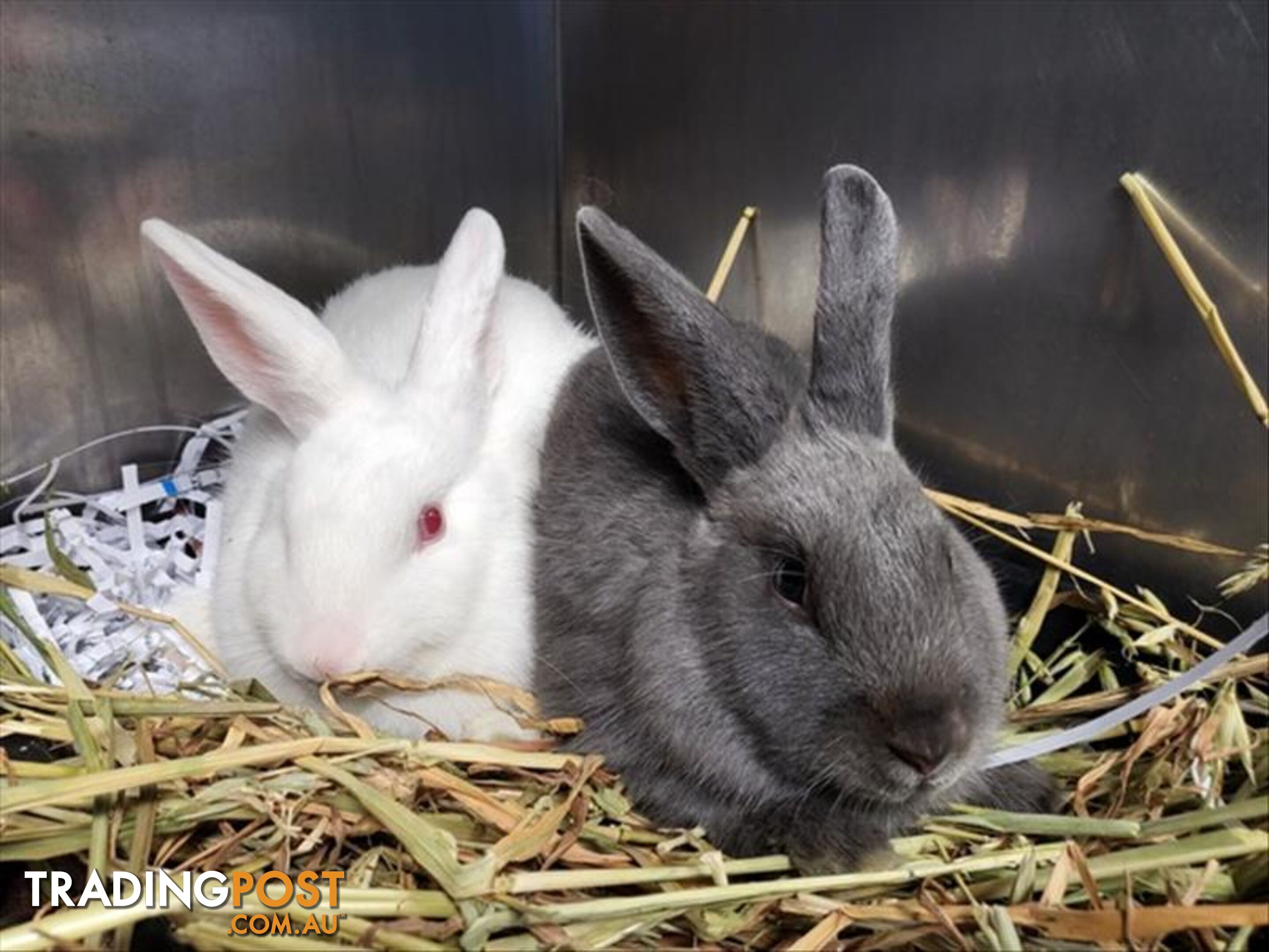 Chihiro - Domestic Rabbit, 0 Years 5 Months 0 Weeks (approx)