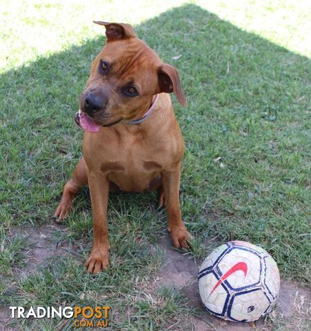 Rottweiler Puppies for Sale