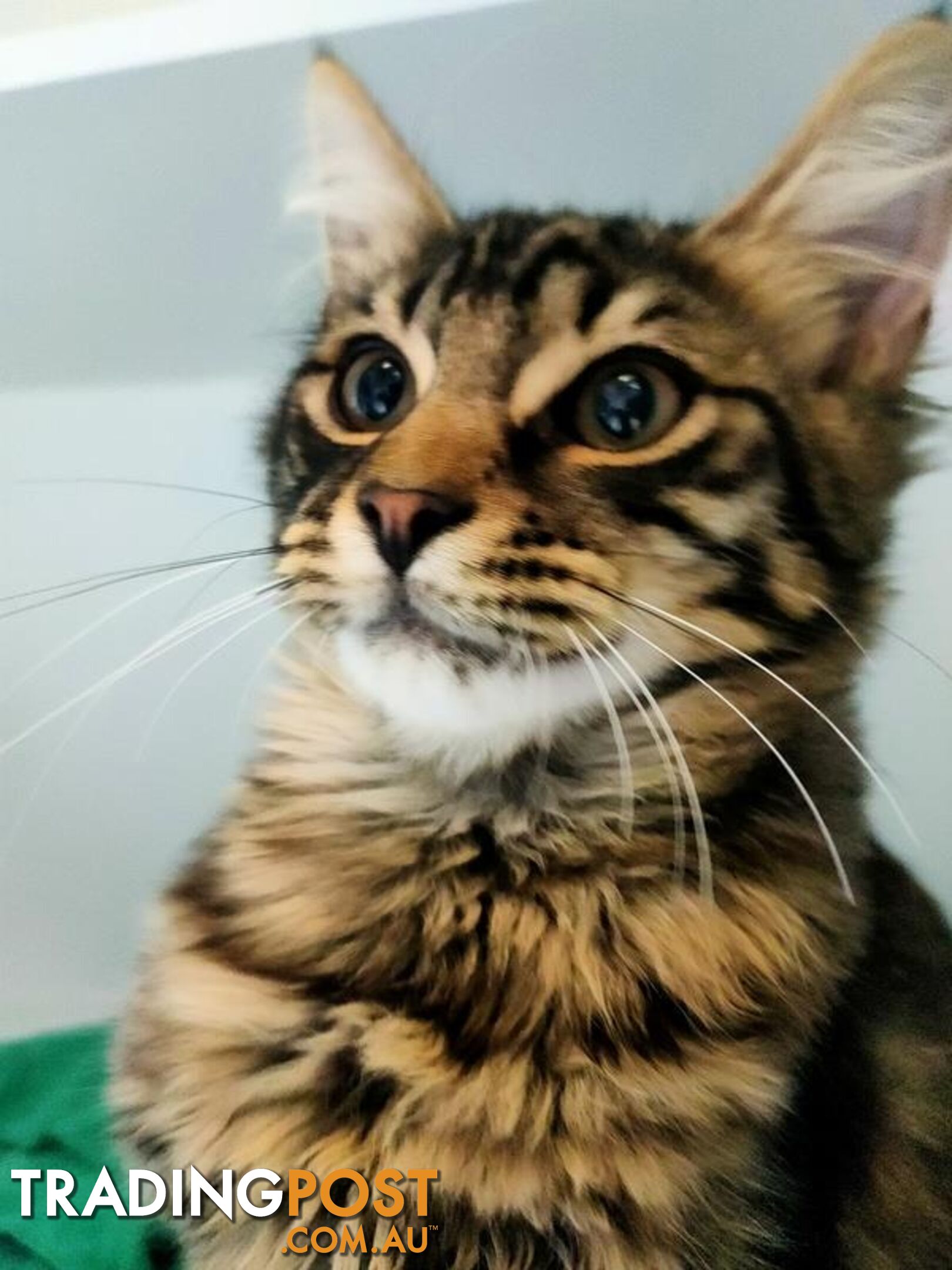 Kyle - Domestic Medium Hair, 0 Years 4 Months 1 Week (approx)