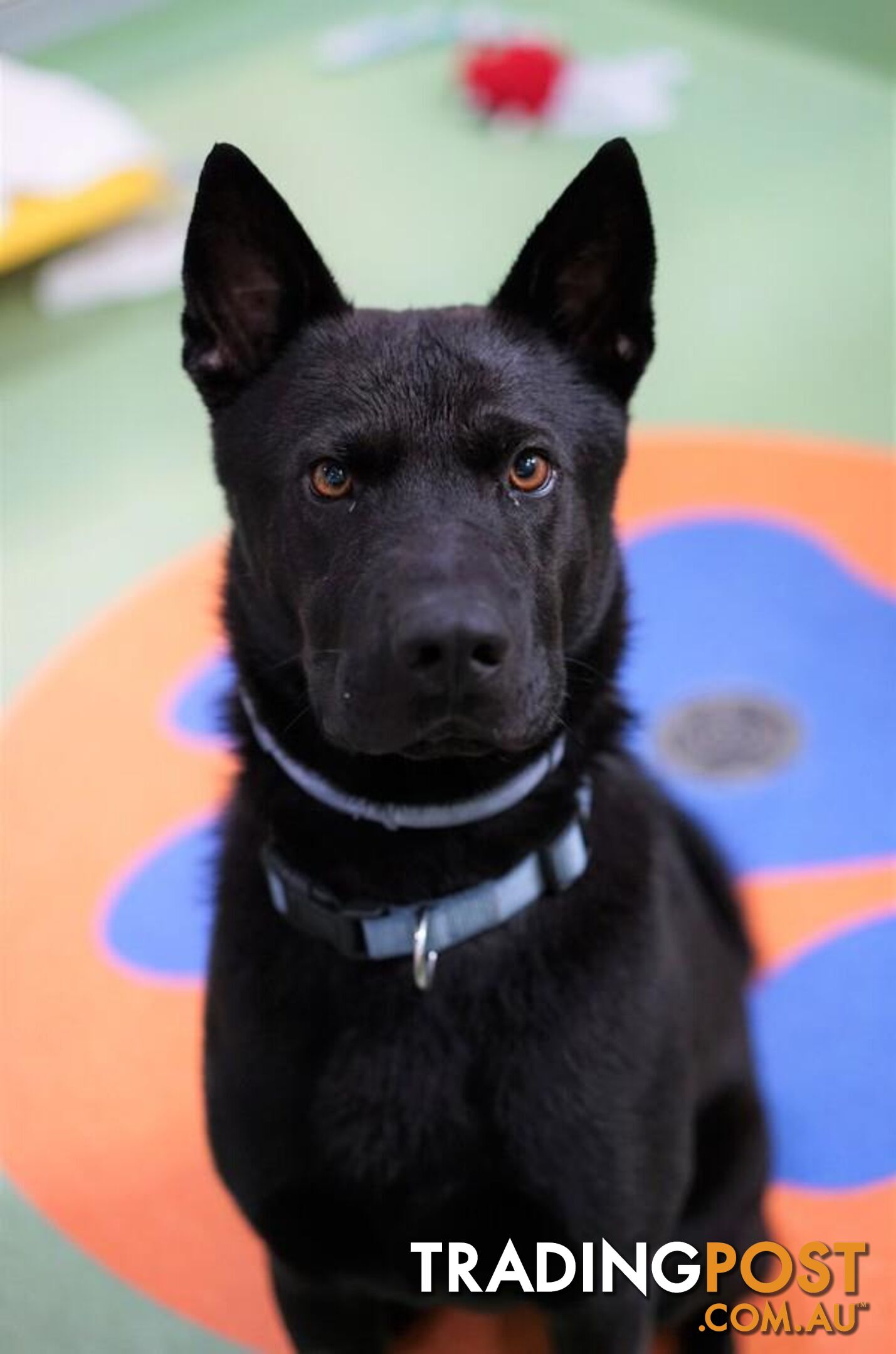 Zorro - Akita, 2 Years 0 Months 3 Weeks (approx)