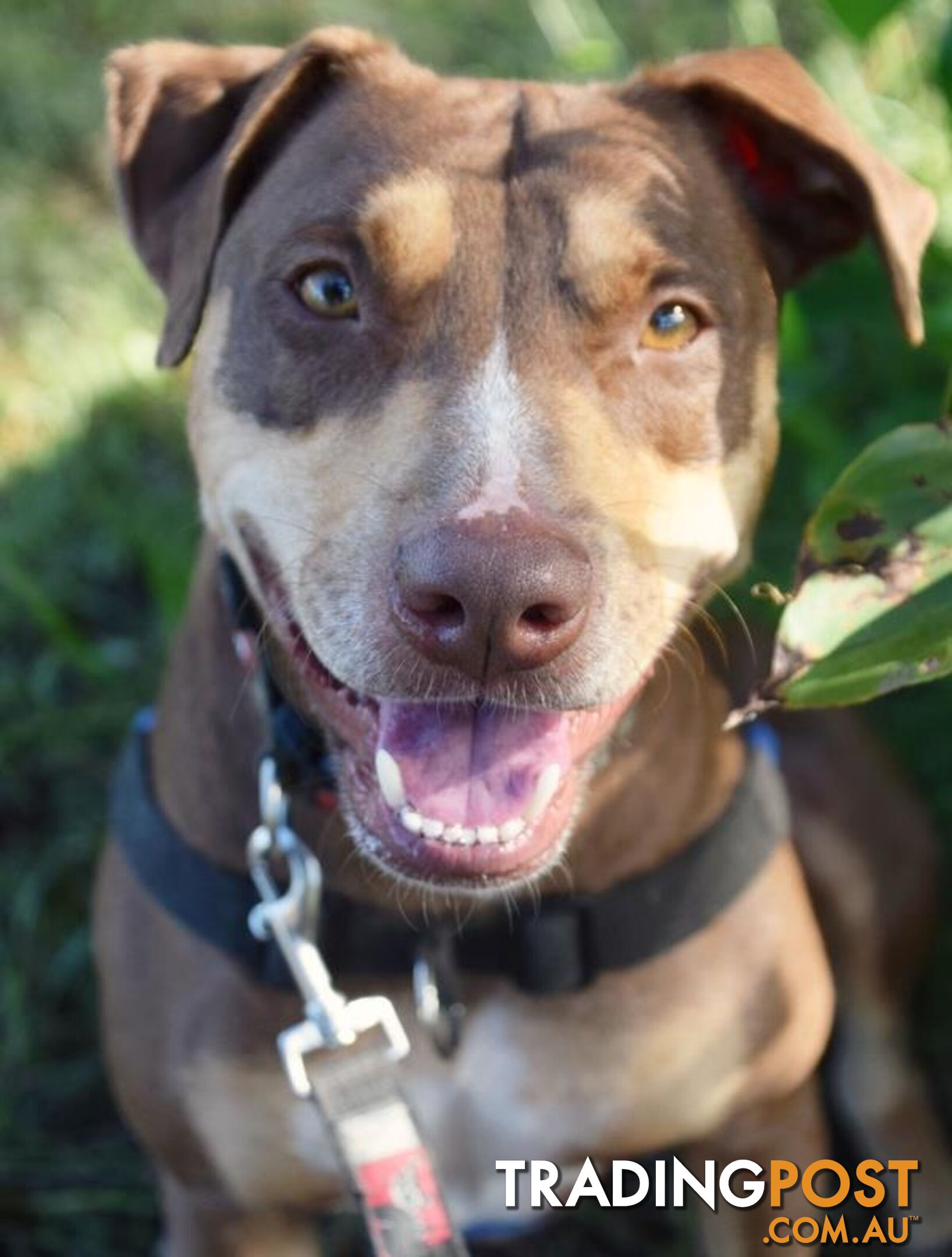 Lucky - Kelpie, 1 Year 11 Months 2 Weeks