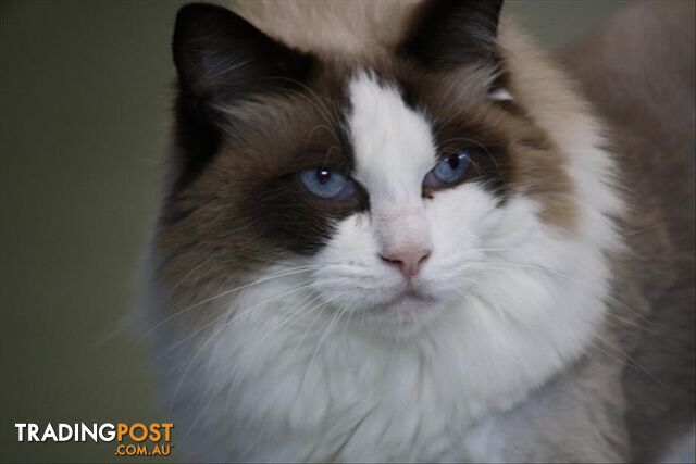 3 Ragdoll Cats & Kittens in Australia