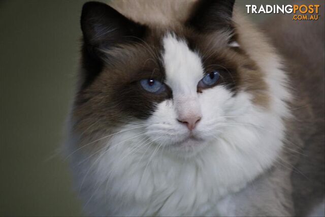 Lotto - Ragdoll, 6 Years 0 Months 1 Week (approx)